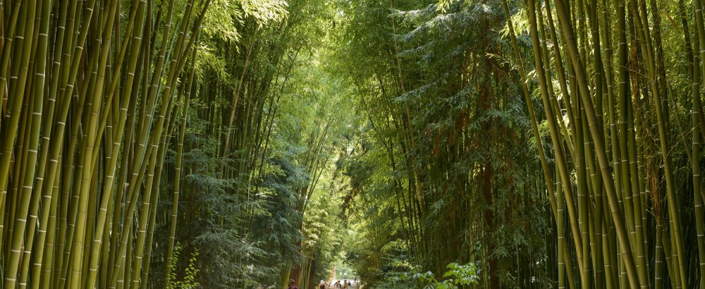 Bambouseraie Bambouseraie